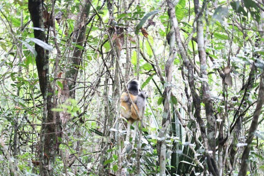 5 Days Private Tour to Lemurs Island