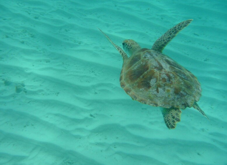 Picture 5 for Activity From Willemstad: Full-Day Boat Tour to Klein Curaçao