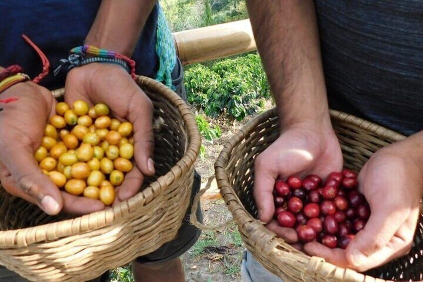 Full day Coffee Tour with Rural Walk in Salento