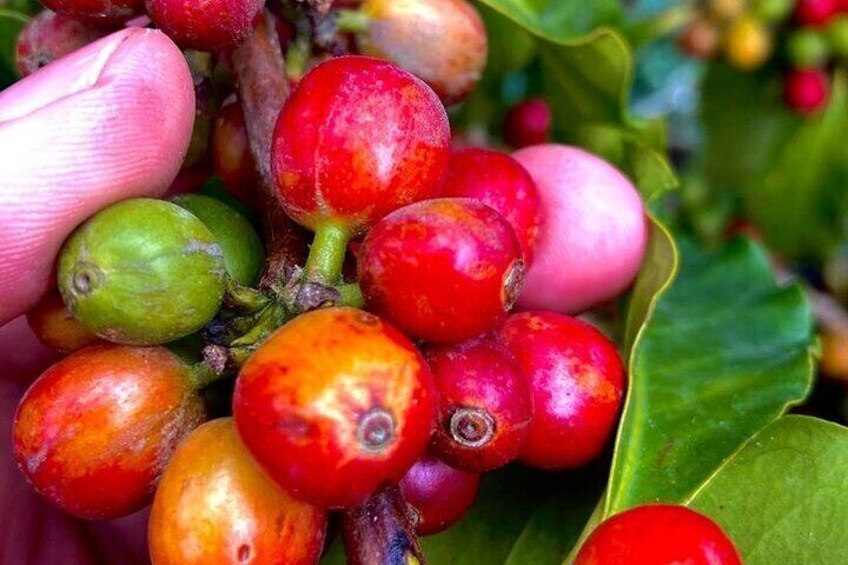 Full day Coffee Tour with Rural Walk in Salento