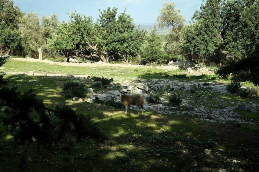 Hiking Ancient Eleftherna - Margarites