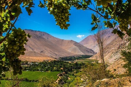 Elqui Valley: Cruise Excursion in Coquimbo