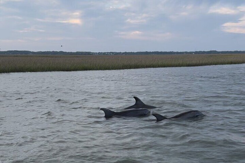 Dolphins