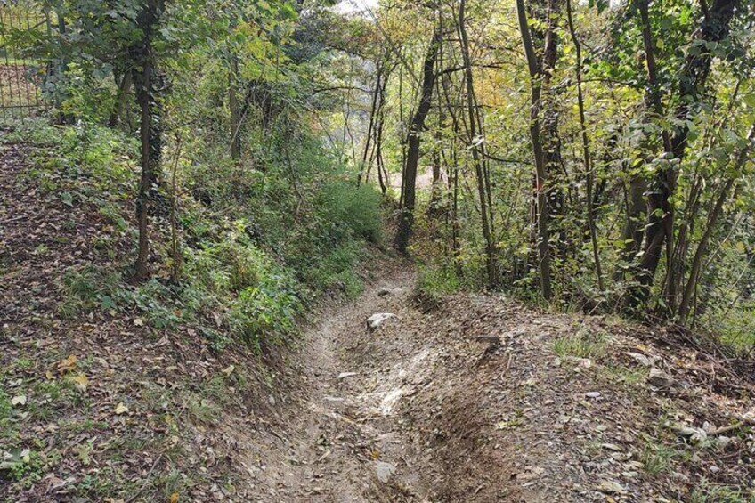 Hiking Among the Vineyards of Superga Hill