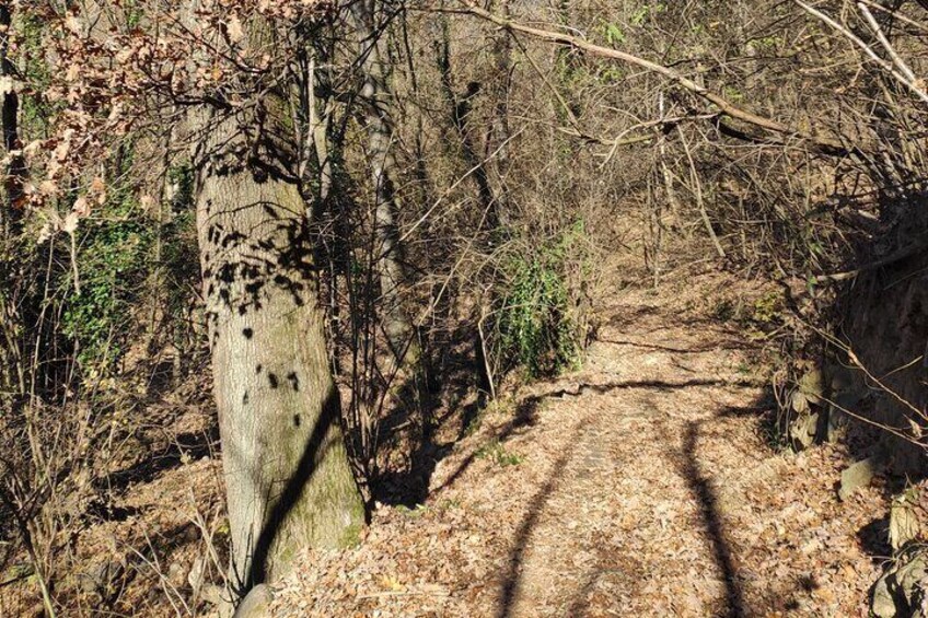 Hiking Among the Vineyards of Superga Hill