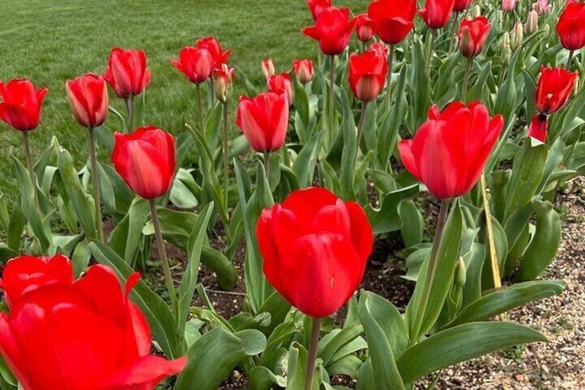 Monticello's spring tulips