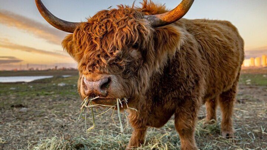 Highland Lochs & Castles Tour to Oban & Glencoe