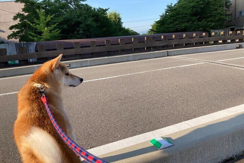 Private Kimono Stroll in Toyama City Possibly with a Shiba Inu