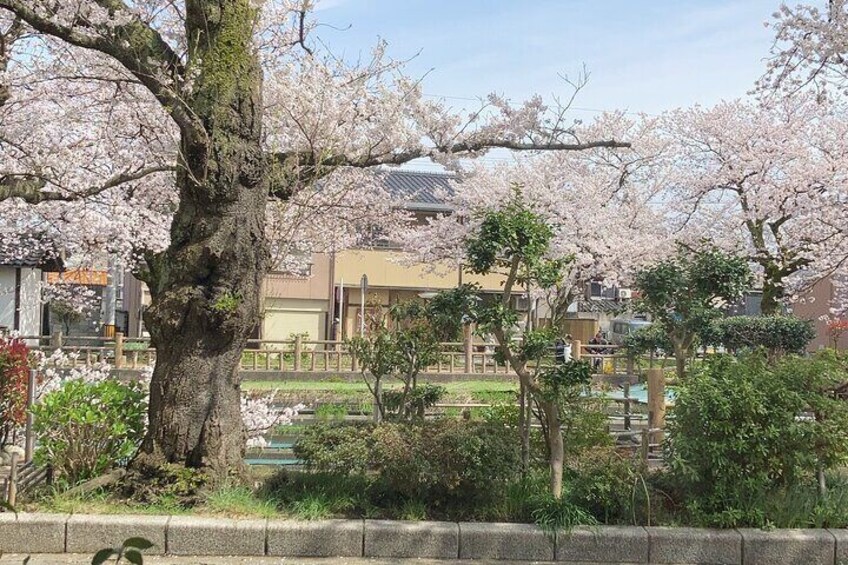 Private Kimono Stroll in Toyama City Possibly with a Shiba Inu