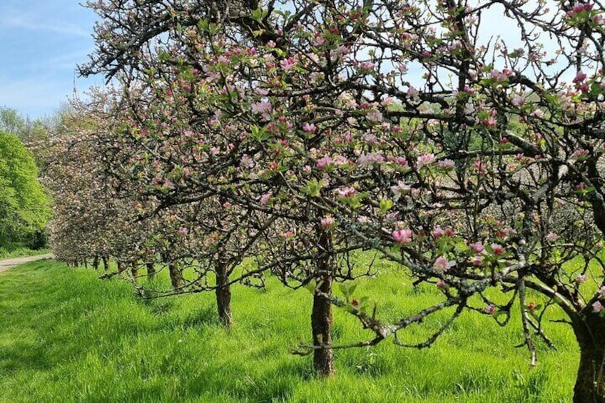 Orchard Apple Trees in Blossom