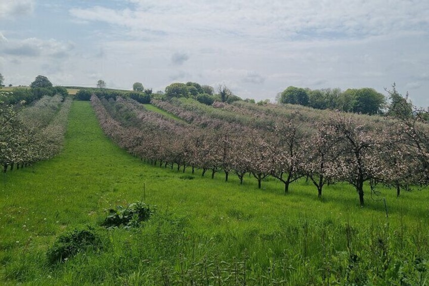 Orchard Apple Trees in Blossom