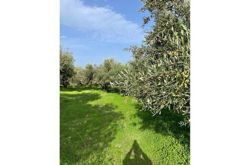Olive Grove View