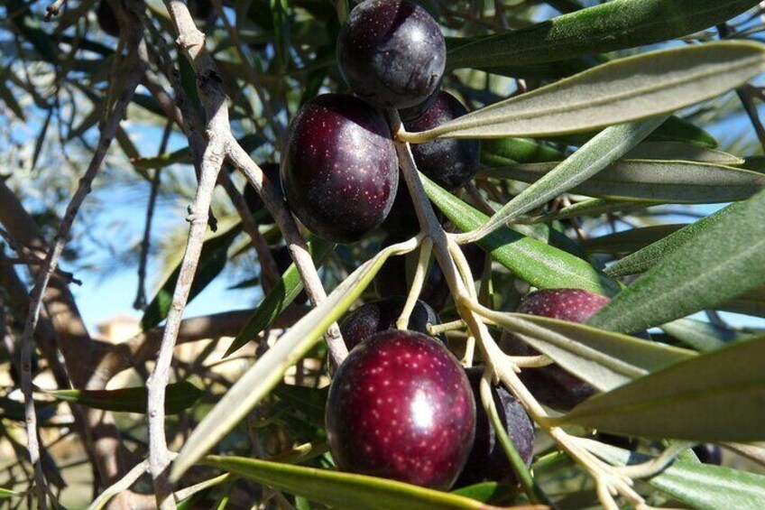 Private Traditional Olive Grove and Dragon Fruit Farm Tour