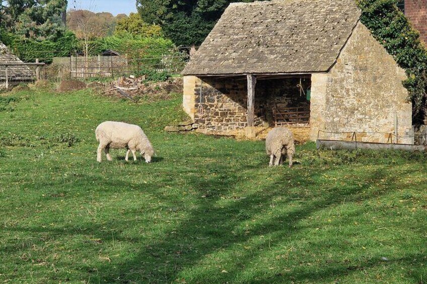 Rare sheep breeds