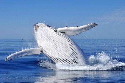 Desde Punta Cana: tour de observación de ballenas y Montana Redonda