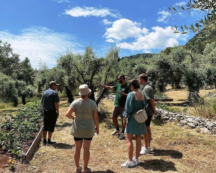 Picture 7 for Activity The Olive Oil Experience @ Lefkada Micro Farm