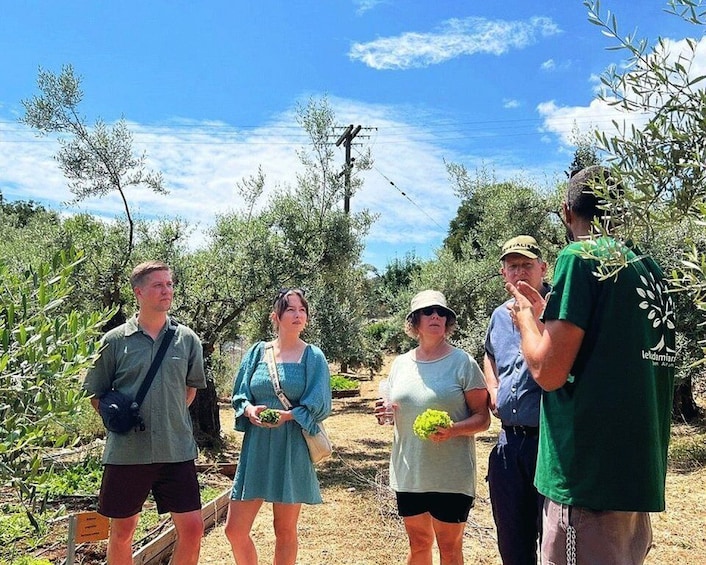 Picture 1 for Activity The Olive Oil Experience @ Lefkada Micro Farm