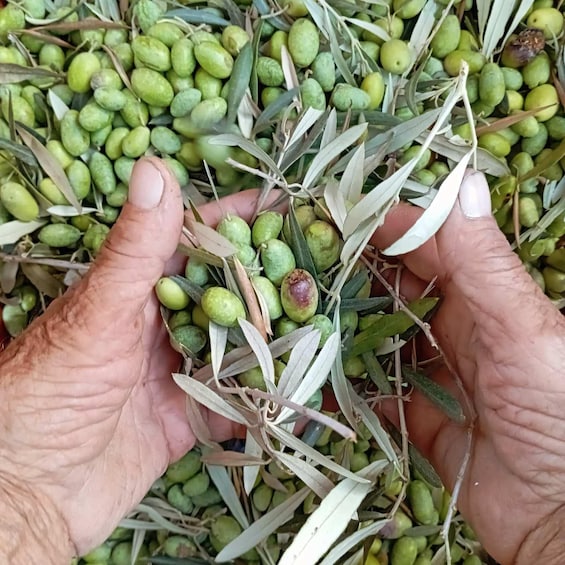 The Olive Oil Experience @ Lefkada Micro Farm