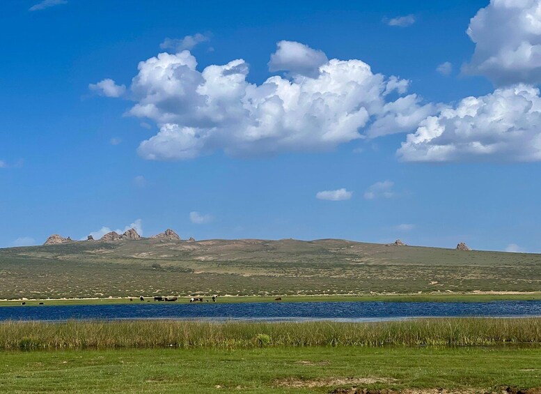 Picture 10 for Activity Camel Trails and Bird Tales: Discovering Elsen Tasarkhai