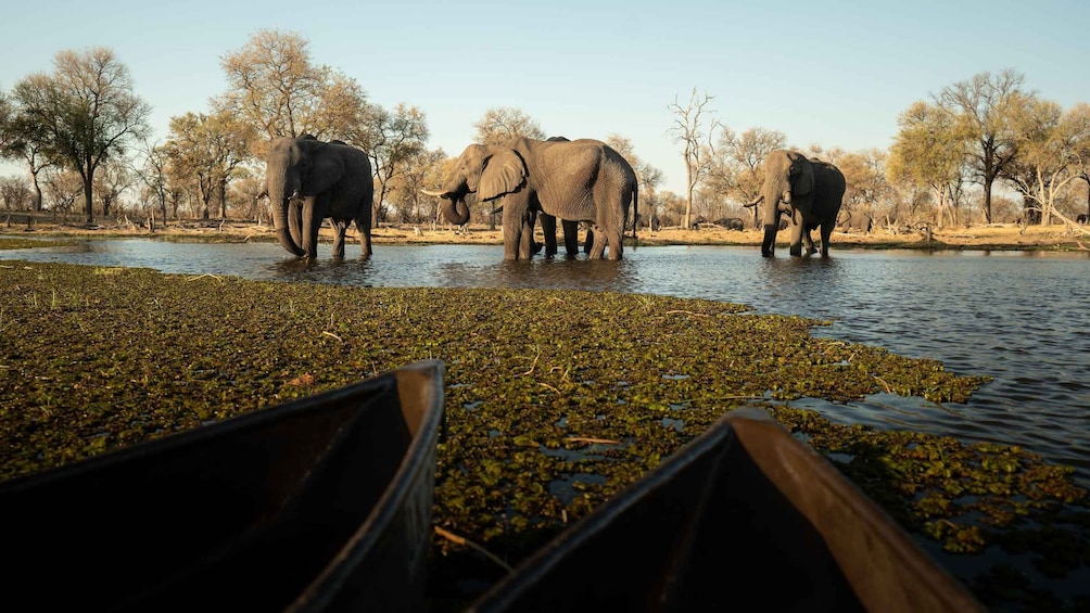 Picture 2 for Activity Kruger National Park: The Best 4 Day Budget Safari