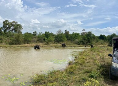 Safari dans le parc national d'Udawalawe au départ de Mirissa