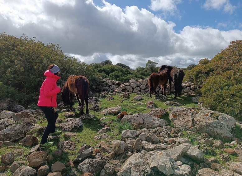 Picture 9 for Activity Nuraghe Barumini tour & Giara Natural park with wine tasting