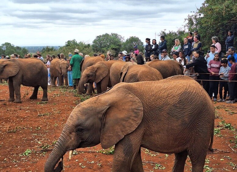 Picture 3 for Activity Bomas Of Kenya, National Park, Elephants & Giraffe Day Trip