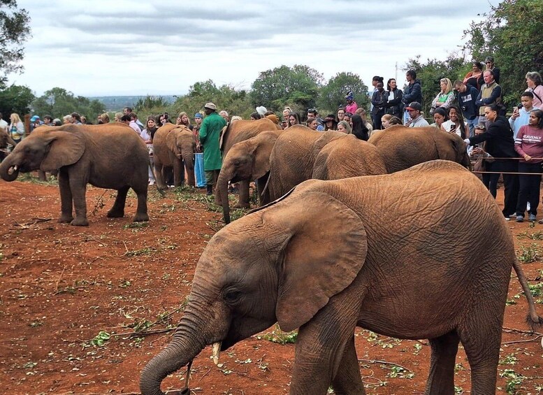 Picture 4 for Activity Bomas Of Kenya, National Park, Elephants & Giraffe Day Trip