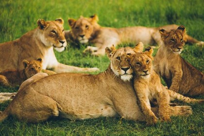 3 DAYS MAASAI MARA SMALL GROUP SAFARI- 4x4(WITH PARK FEES)