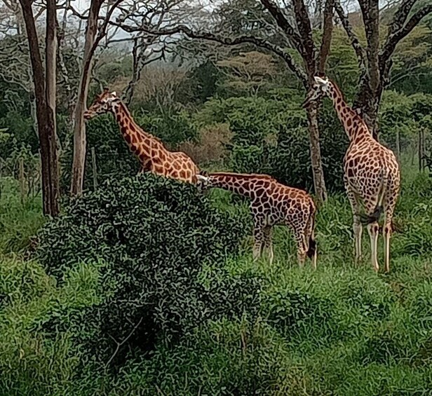 Picture 5 for Activity 3 DAYS MAASAI MARA SMALL GROUP SAFARI- 4WD(WITH PARK FEES)