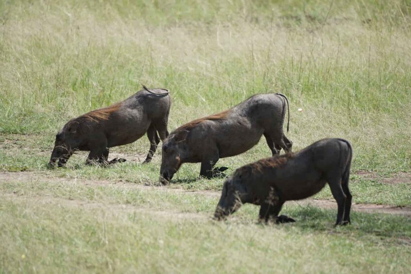 Picture 3 for Activity 3 DAYS MAASAI MARA SMALL GROUP SAFARI- 4WD(WITH PARK FEES)