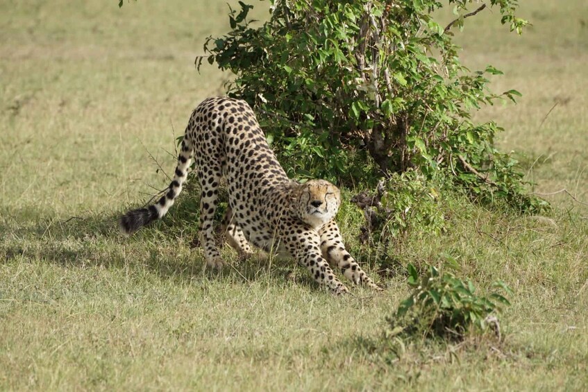 Picture 2 for Activity 3 DAYS MAASAI MARA SMALL GROUP SAFARI- 4WD(WITH PARK FEES)