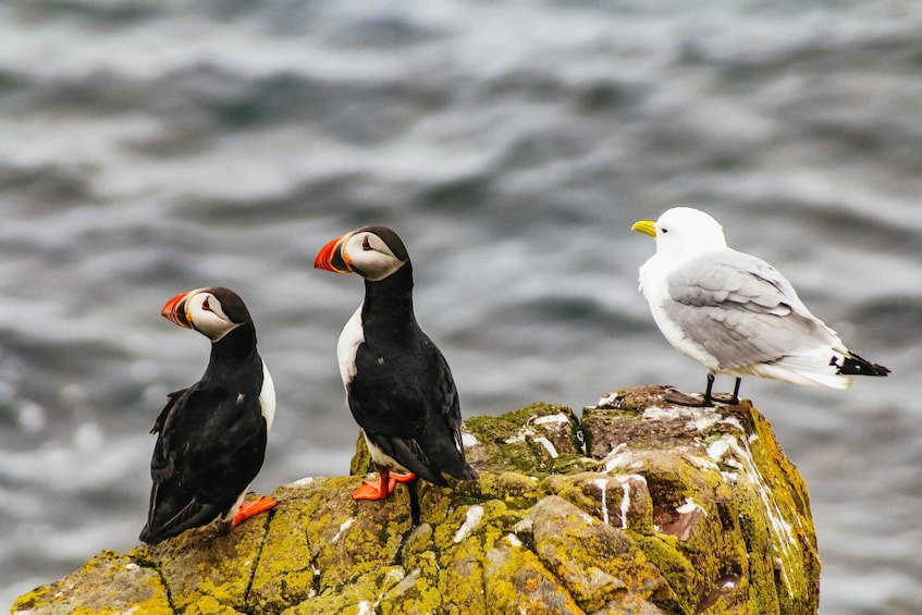 Picture 11 for Activity Dublin: Howth Coastal Boat Tour