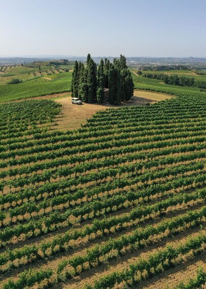 Picture 6 for Activity Vinci: wine-experience among the Tuscan hills