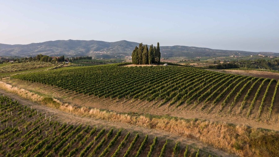 Vinci: wine-experience among the Tuscan hills