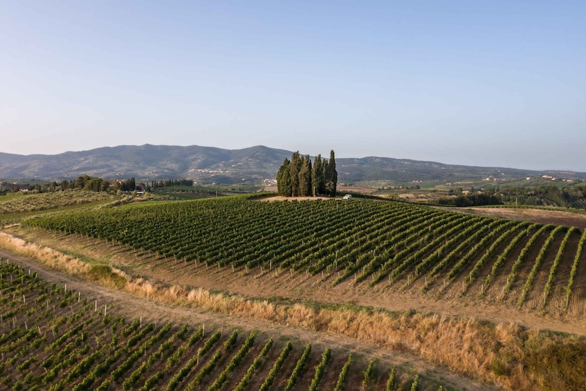 Vinci: wine-experience among the Tuscan hills