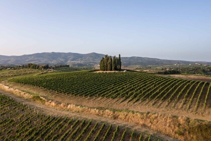 Vinci: wine-experience among the Tuscan hills