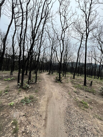 Picture 8 for Activity Guadalajara: La Primavera Forest 25-km Mountain Biking Tour