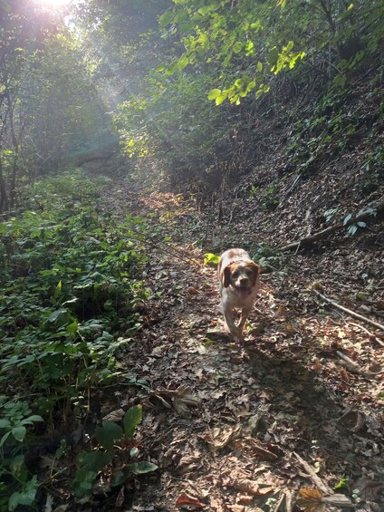 Picture 9 for Activity Langhe: Truffle Hunting Experience