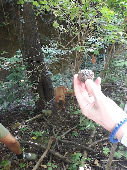 Picture 2 for Activity Langhe: Truffle Hunting Experience