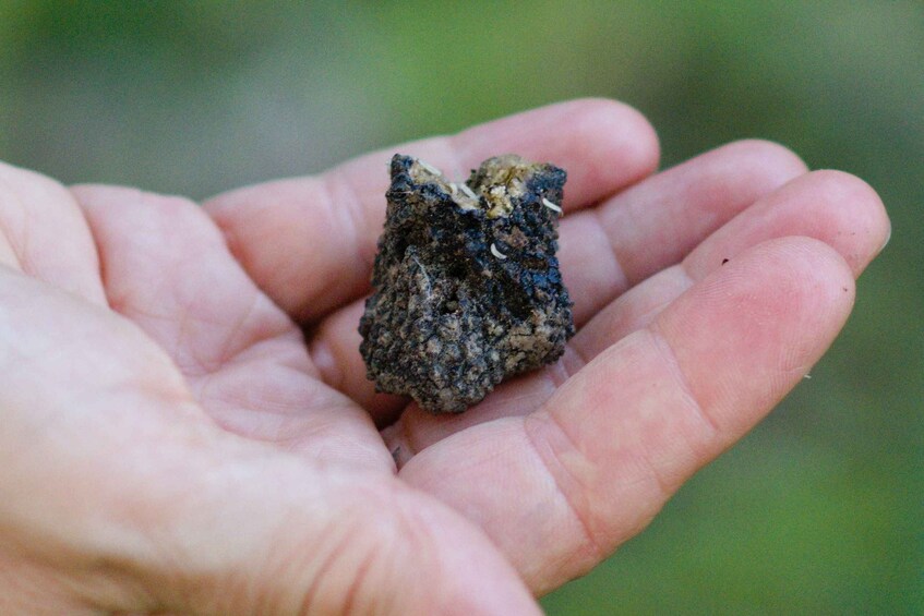 Picture 6 for Activity Langhe: Truffle Hunting Experience