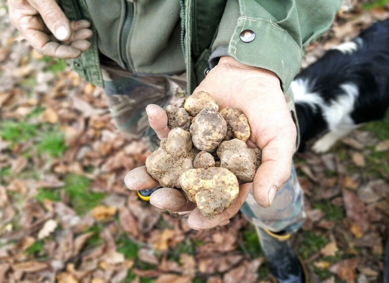 Langhe: Truffle Hunting Experience