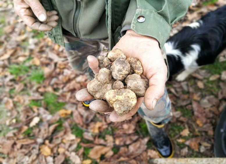 Langhe: Truffle Hunting Experience