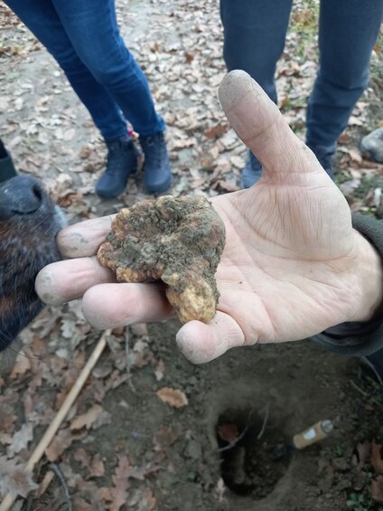 Picture 4 for Activity Langhe: Truffle Hunting Experience