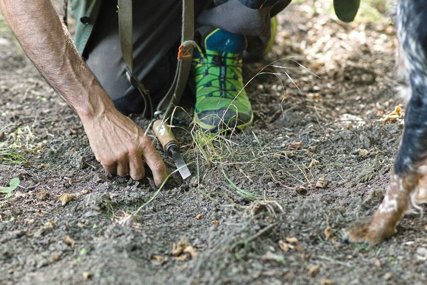 Picture 5 for Activity Langhe: Truffle Hunting Experience