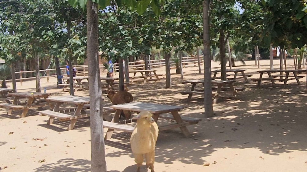 Picture 20 for Activity From Salou: animal farm park with hotel pickup