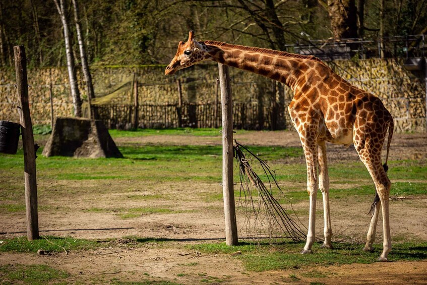 Picture 7 for Activity Mechelen: Planckendael ZOO Entry Ticket