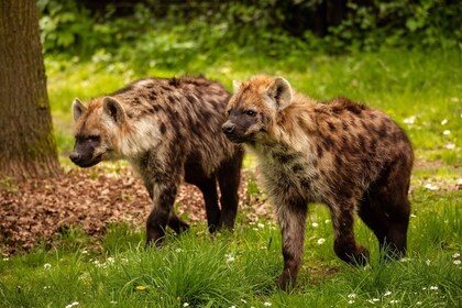 メヘレン：プランケンダール動物園入場券