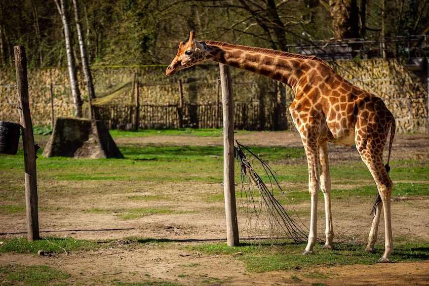 Picture 7 for Activity Mechelen: Planckendael ZOO Entry Ticket