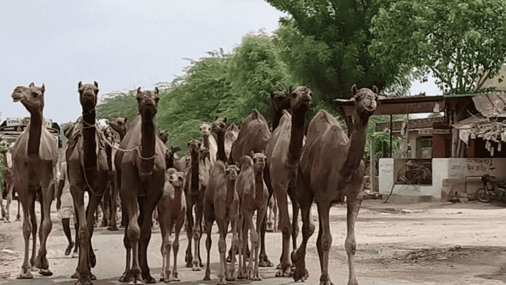 Picture 2 for Activity From Jodhpur: Half-Day Tour, Camel Ride, & Dinner in Osian